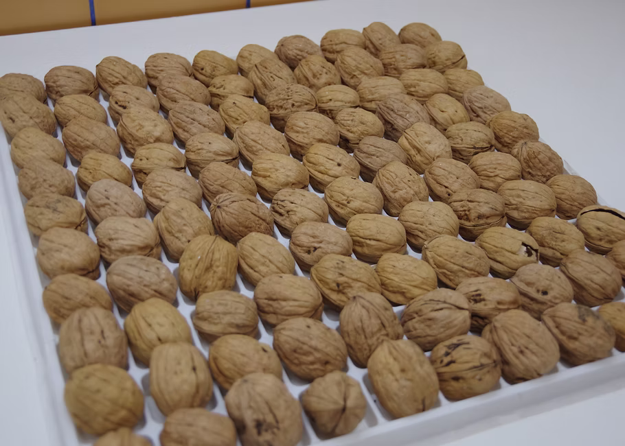 Nueces en bandeja de selección